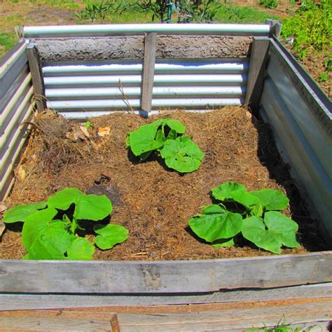 grow pumpkins on old metal box spring|raised pumpkin bed depth.